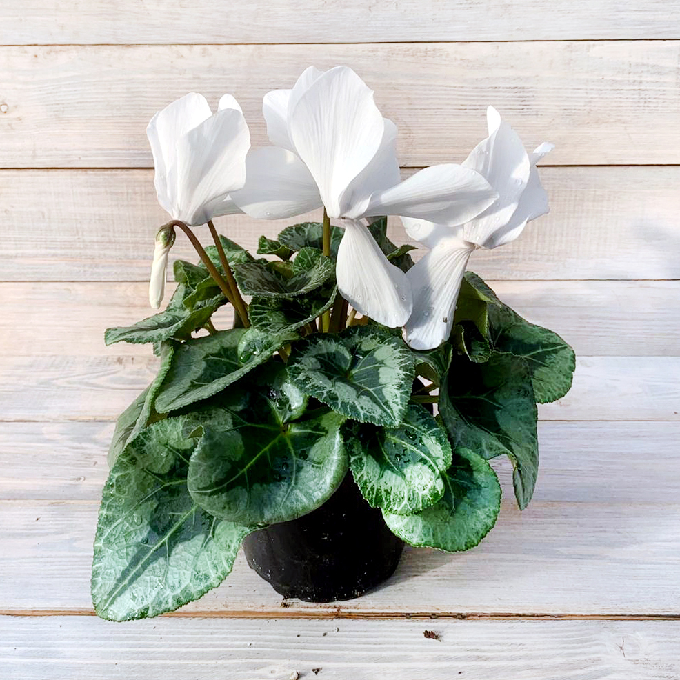 Самые опасные комнатные растения