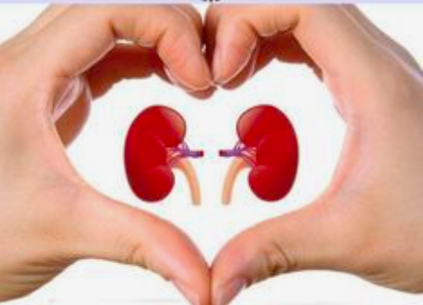 БОЛЕЗНИ ПОЧЕК могут развиваться практически незаметно. Как предупредить развитие недуга, выявить его на ранней стадии и кто в группе риска.