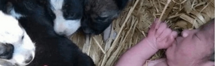 Кормящая собака спасла ребенка