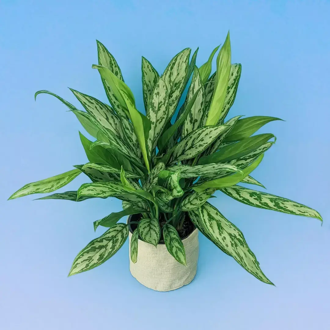 Самые опасные комнатные растения