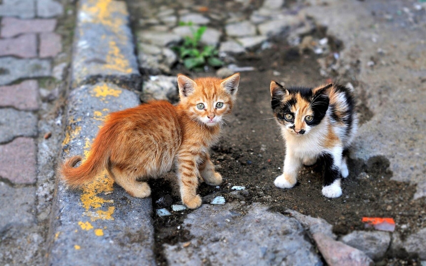 10 Способов обезопасить кошек, живущих на улице