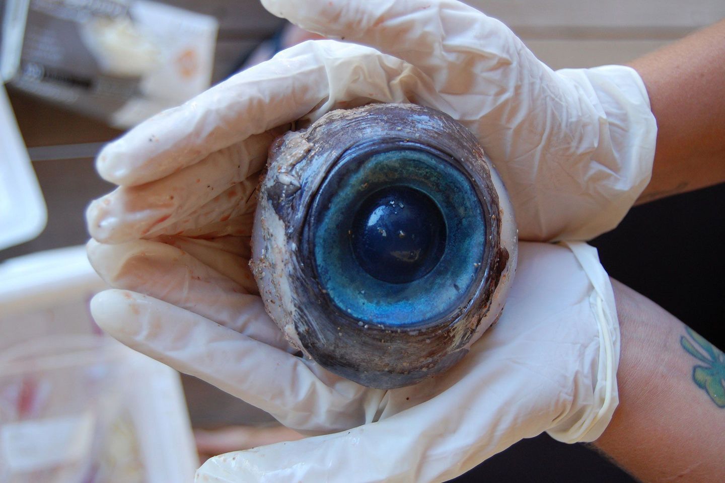 Глаз гигантского кальмара