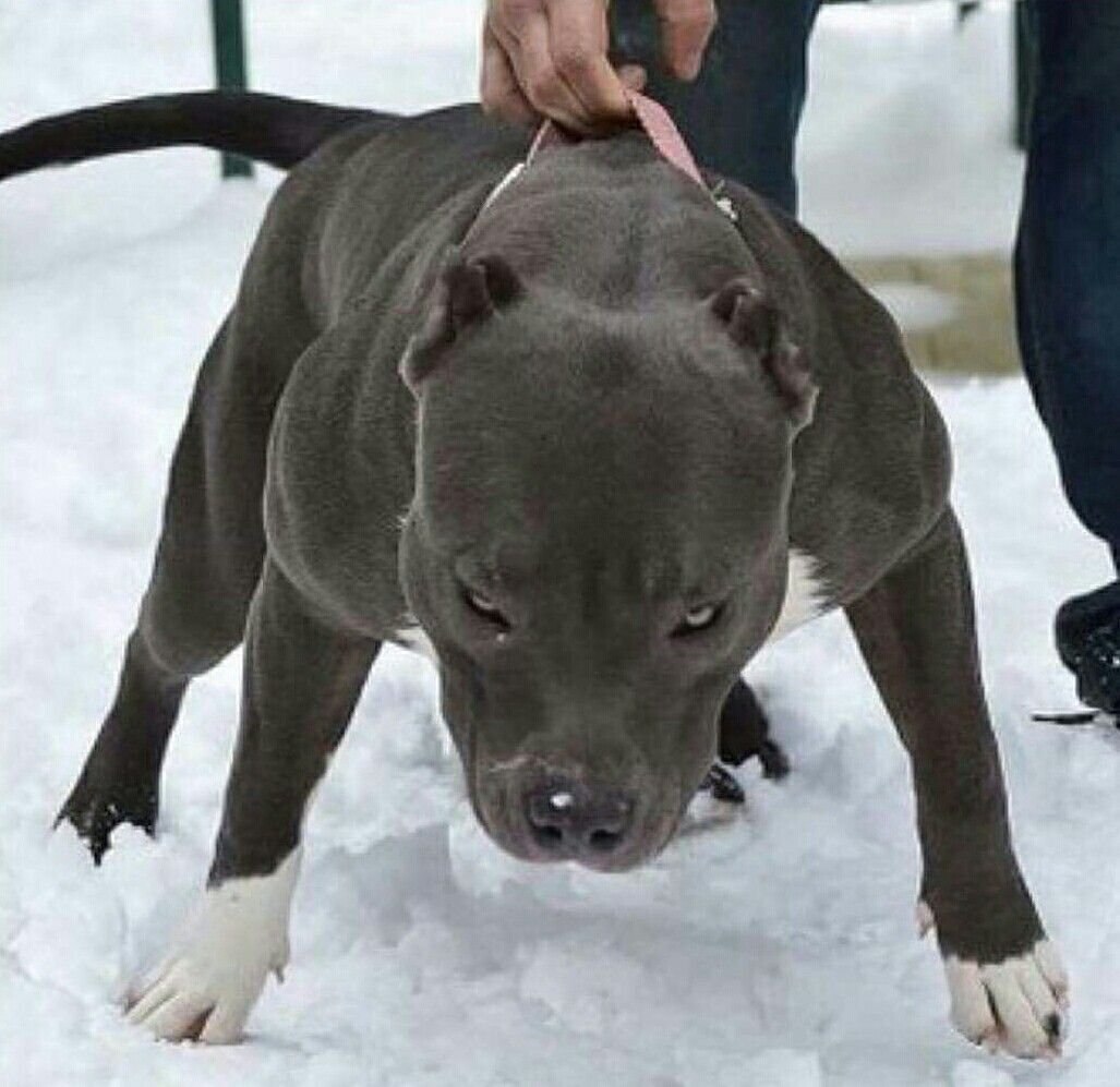 Самые опасные собаки для человека