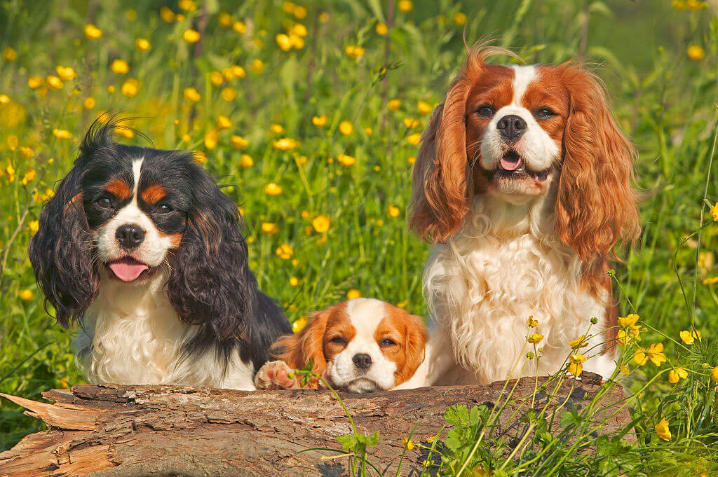 Почему эти породы собак лучше всего подходят для пожилых людей