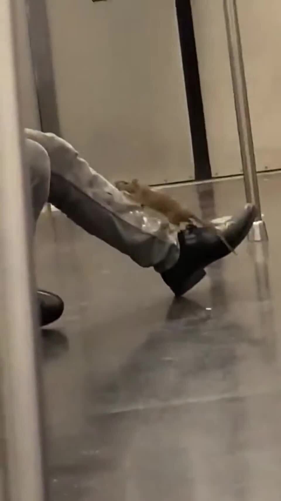 крысы в метро