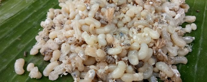 Топ-10 самых отвратительных блюд со всего мира