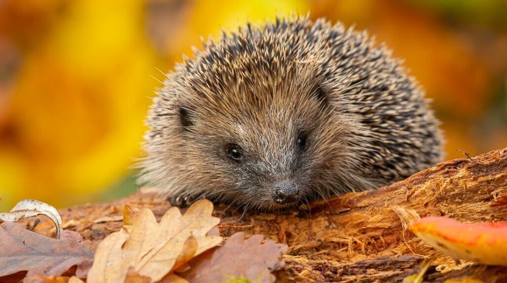 Как 16-летний еж по имени Торвальд вошел в историю: Выводы о продолжительности жизни ежей и угрозах их выживанию