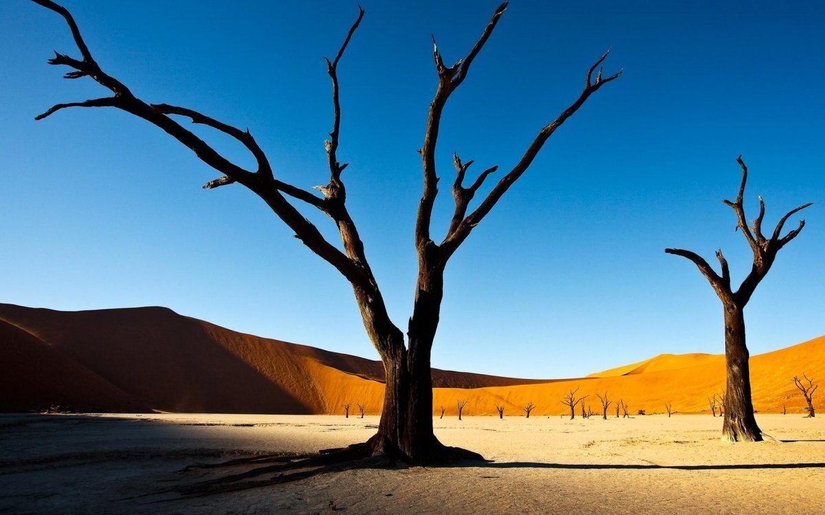 Акация на раскаленном песке.