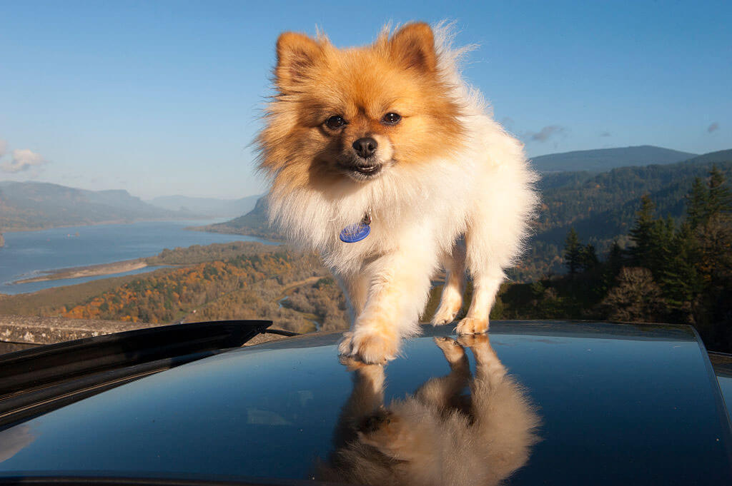 Почему эти породы собак лучше всего подходят для пожилых людей