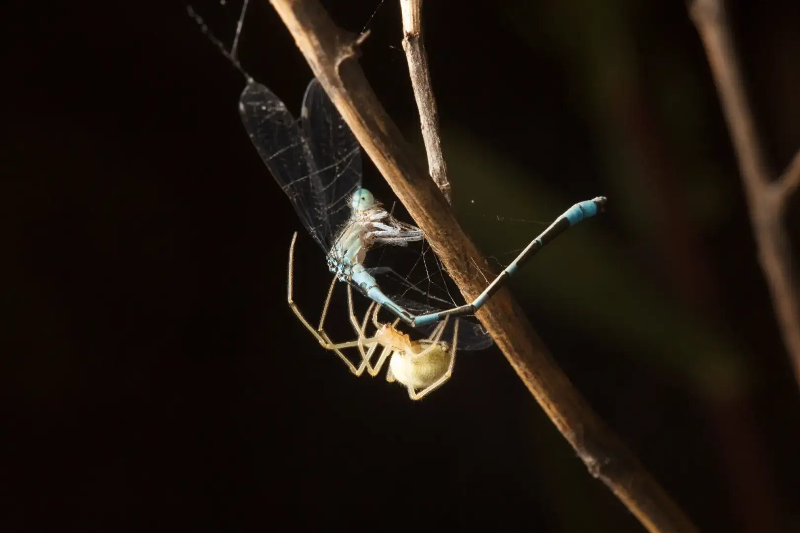 Восьминогие убийцы из полосатых конфет крадутся до восхода солнца