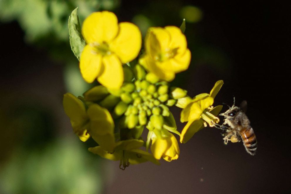 Сезон аллергии становится длиннее.!!!!!!!
