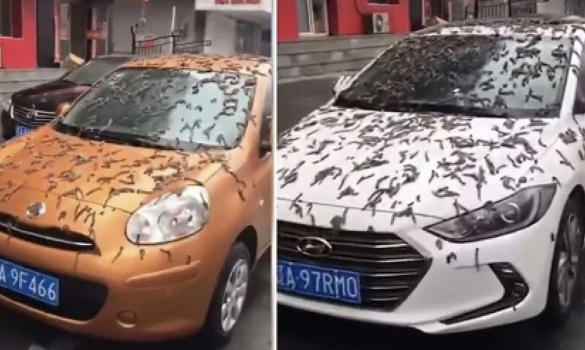 Почему в Китае только что пошел дождь из червей? Они упали с неба?