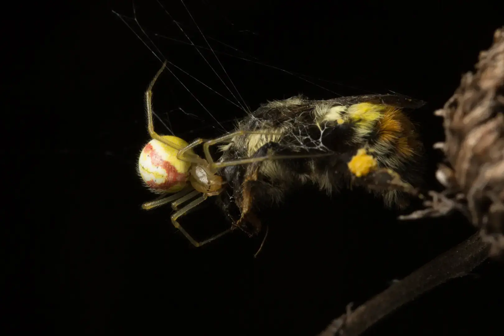 Восьминогие убийцы из полосатых конфет крадутся до восхода солнца