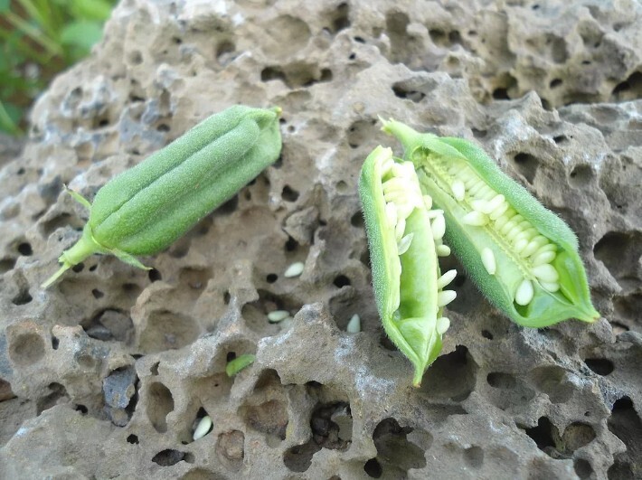 Полезная культура