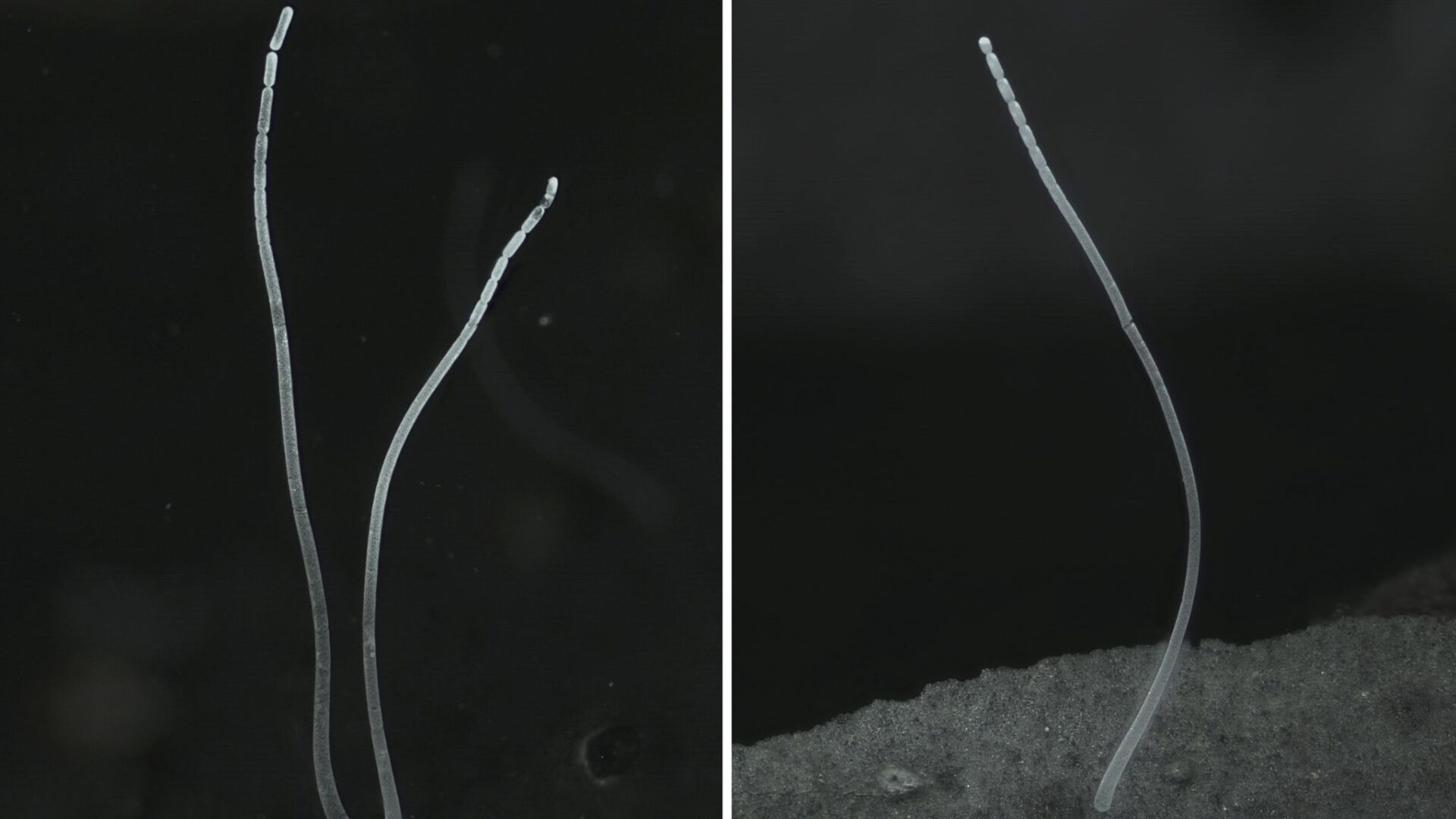 «Эверест бактерий», видимый невооруженным глазом, обнаружен в карибских мангровых болотах