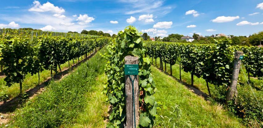 Самый немецкий виноград