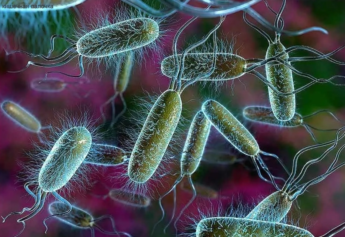 Бактерия Escherichia coli