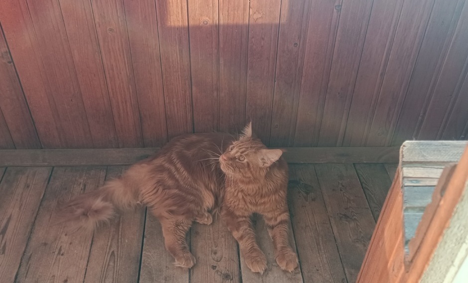 Можно ли держать кошек только дома и нужно ли водить на улицу?