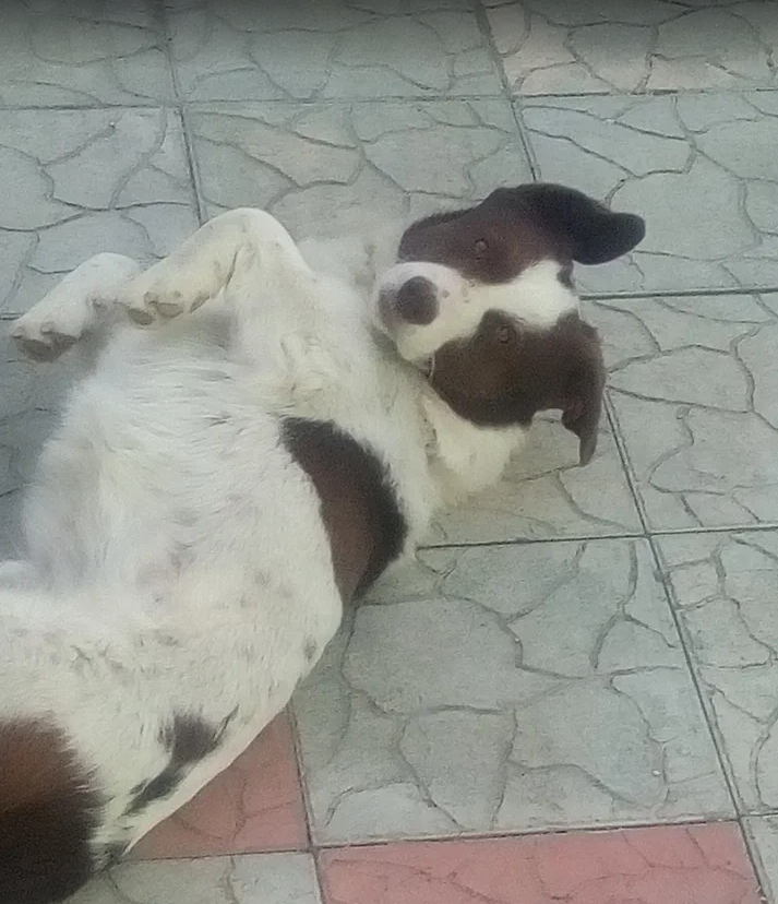 Дворняга Шарик исчезает как вид