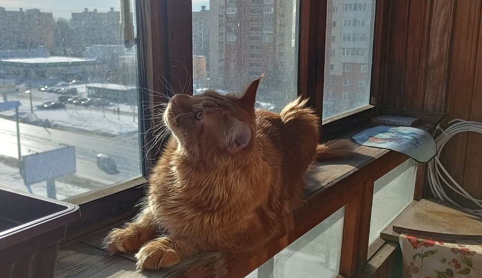 Можно ли держать кошек только дома и нужно ли водить на улицу?