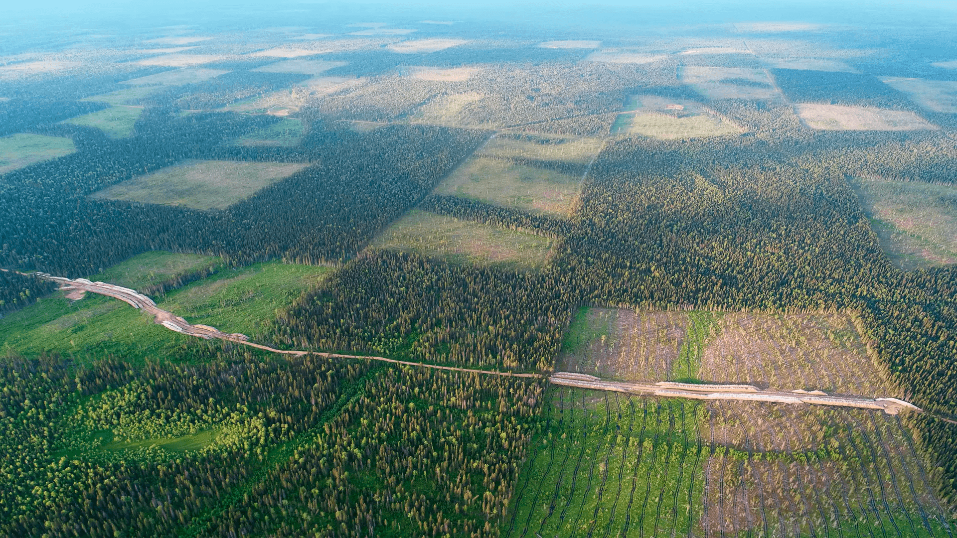 Лес из сибири в китай