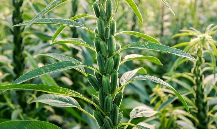 Полезная культура