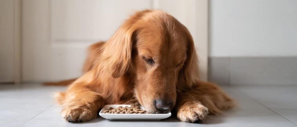 Безопасно ли выращивать собаку на веганской диете.