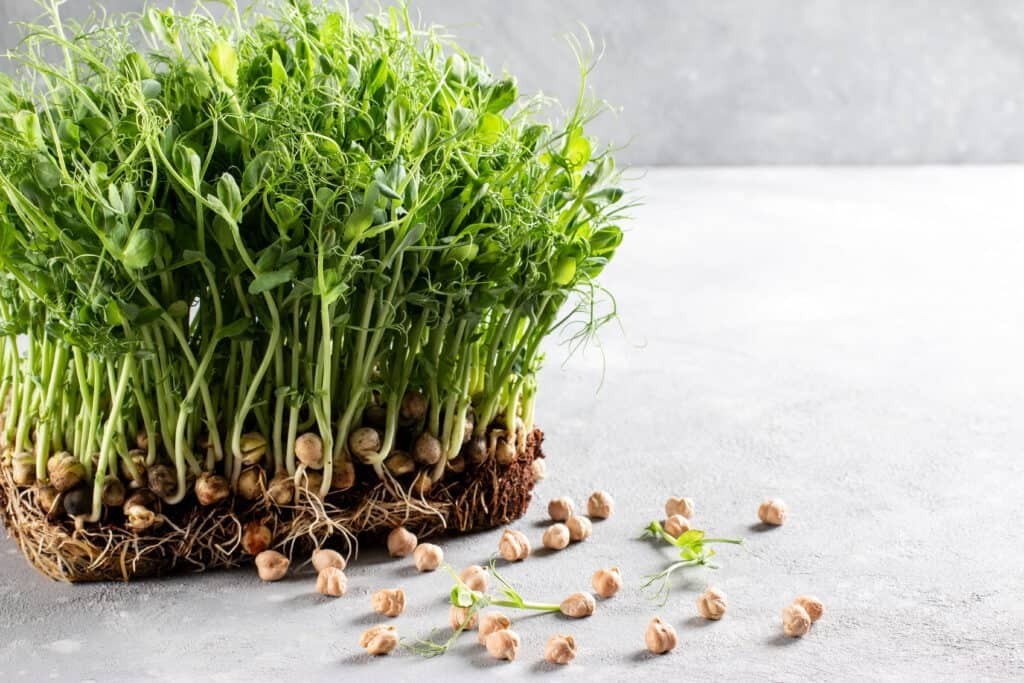 Безопасно ли выращивать собаку на веганской диете.