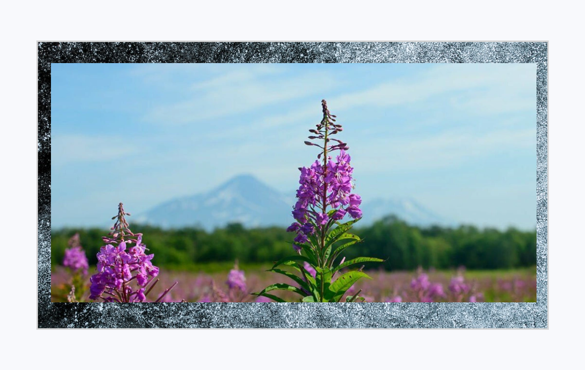 Иван чай ферментированный может оказаться эффективным средством в борьбе против коронавируса.