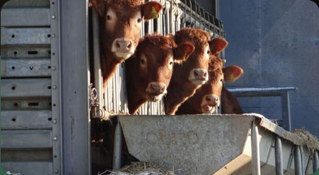 Не менее чем на 1 градус глобального потепления вызывается нашей едой