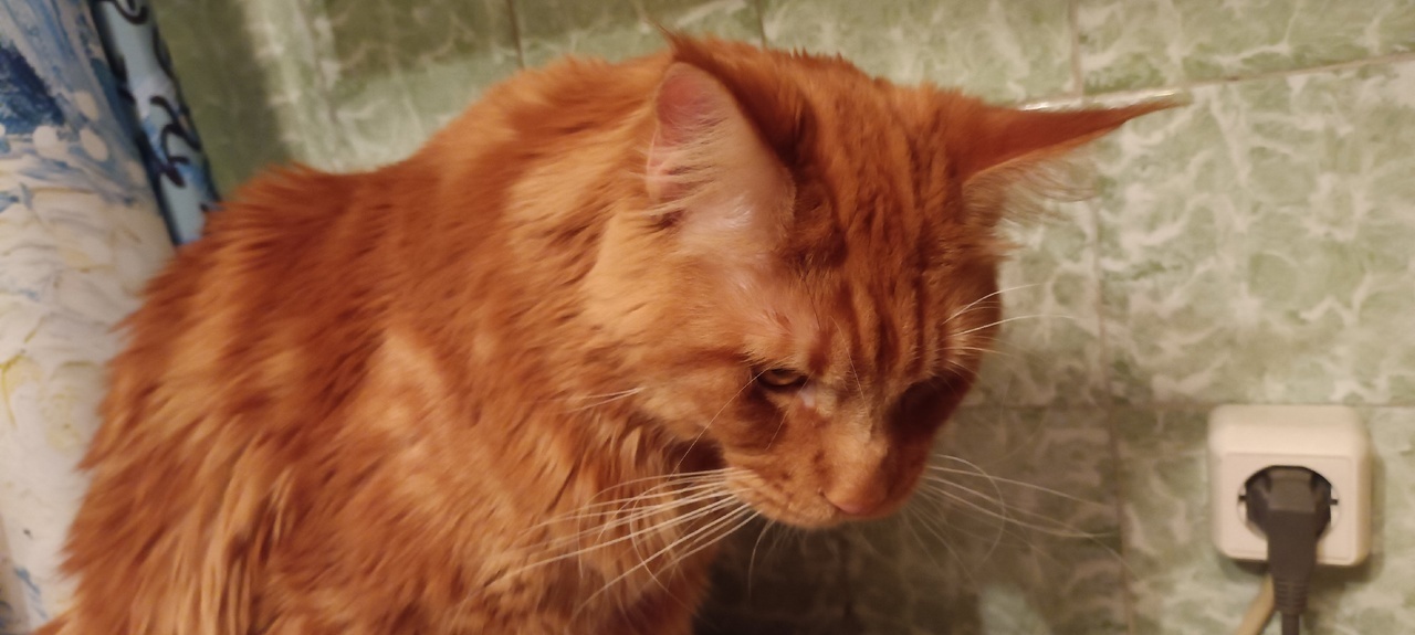 Как проверить рот кошки на предмет здоровья полости рта и зачем