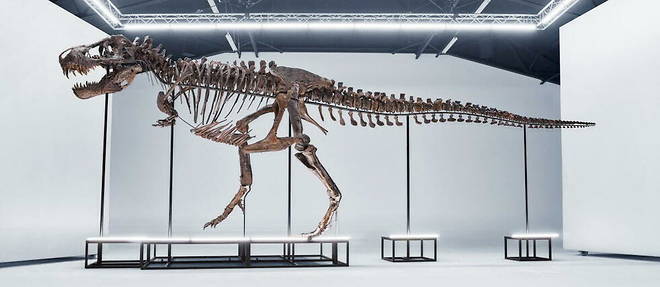 Скелет тираннозавра выставят на аукцион