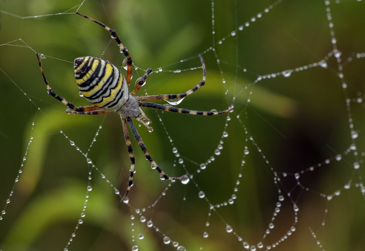 Жучки и паучки, какие насекомые селятся в квартирах и домах.