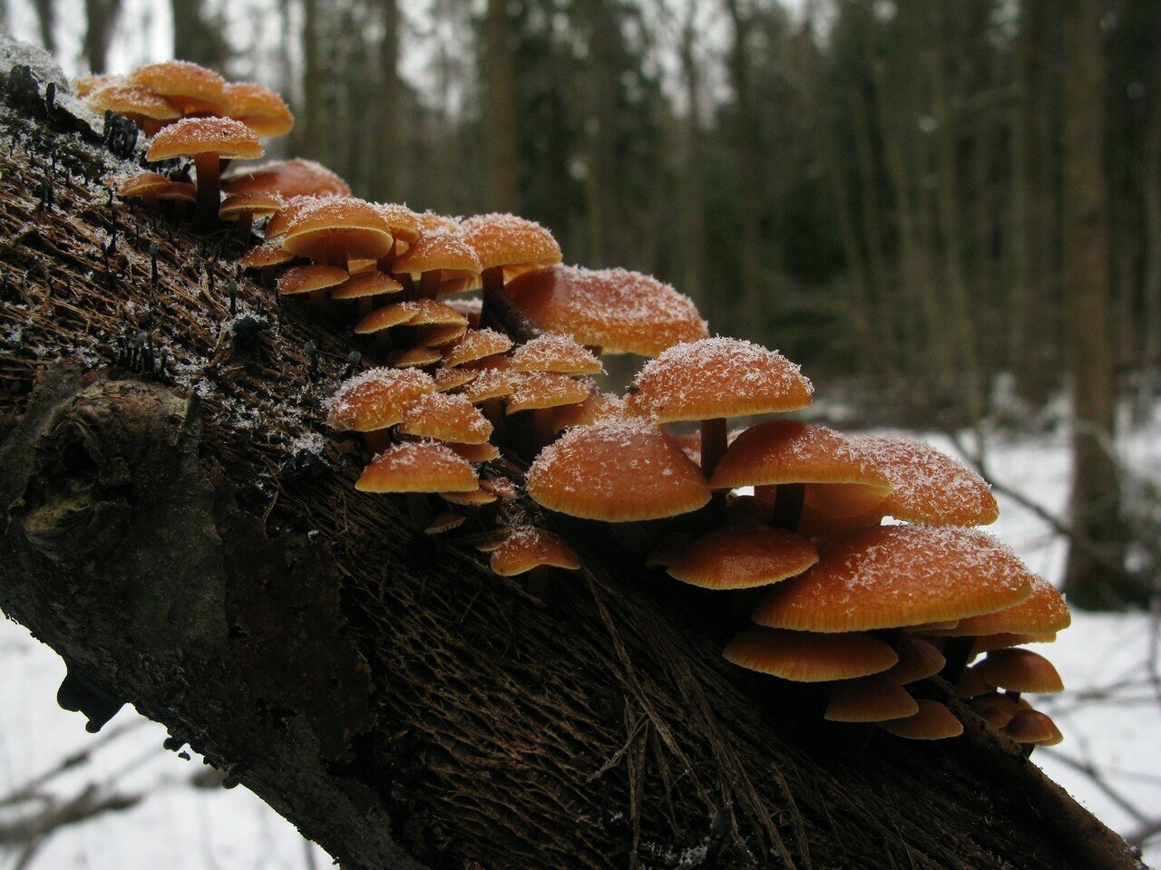 Фламмулина бархатистоножковая