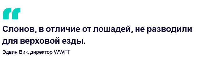 Вот что делают годы туристических поездок на спине слона