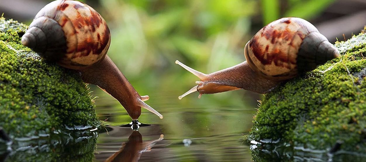 6 интересных фактов о животных, №2