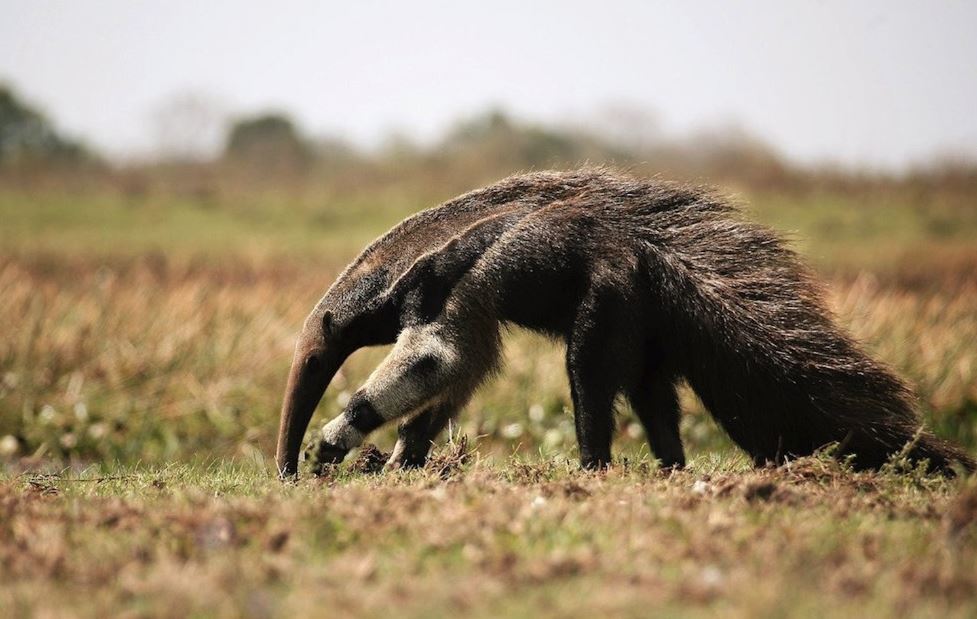 Несколько интересных фактов про разных животных, №1