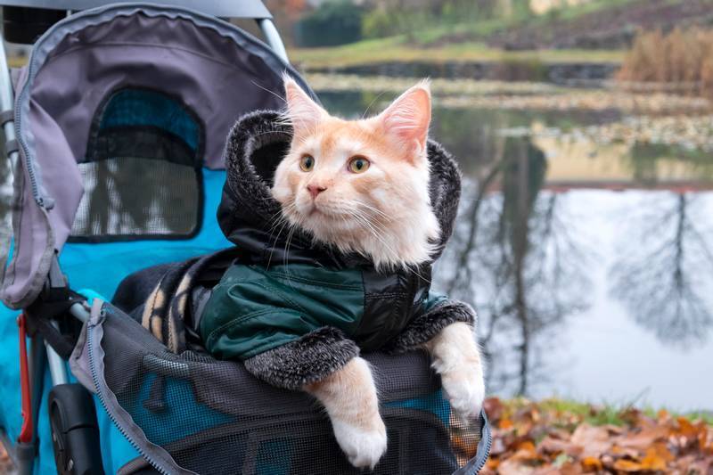 Советы и рекомендации: качественный уход за кошками по минимальной цене