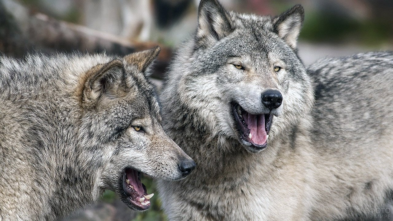 "Возвращение волков: Как они влияют на экосистему и почему их следует защищать".