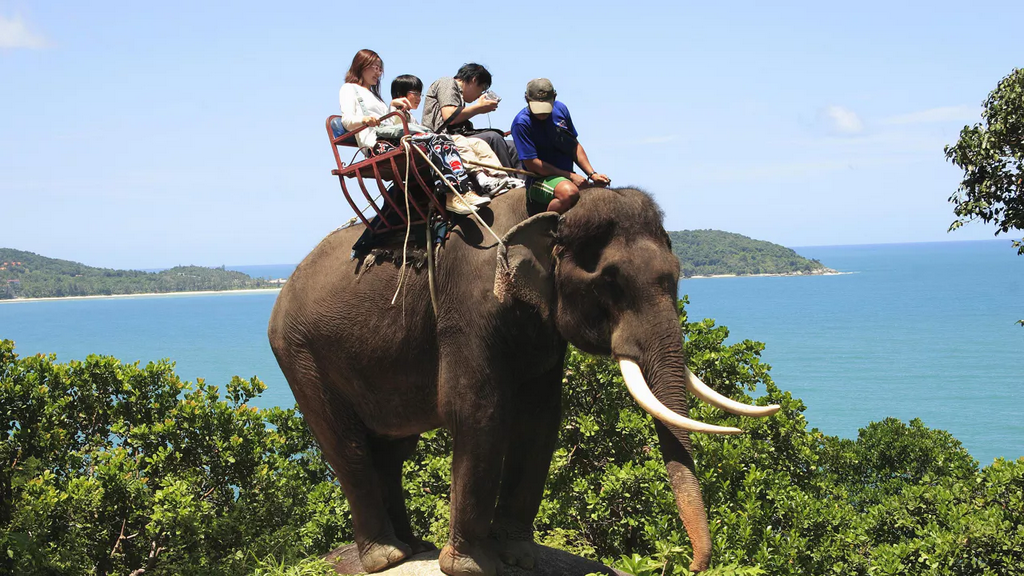 Звери тур 2024 города. Тайланд экскурсия на слонах. Прокатиться на слоне. Тайланд слоны. Прогулка на слонах.