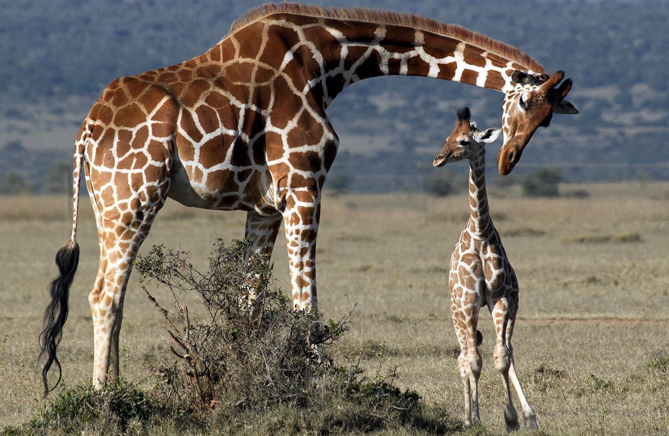 6 интересных фактов о животных, №2