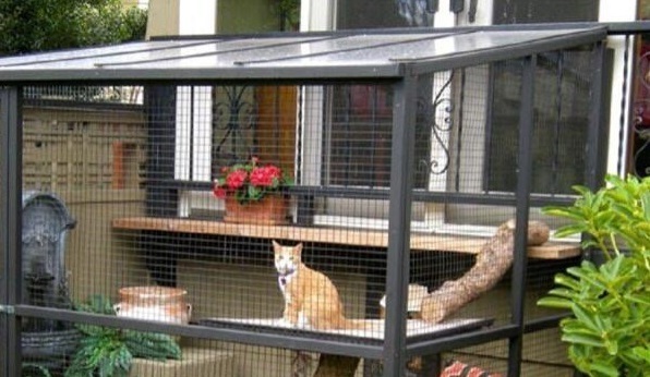 Советы и рекомендации: качественный уход за кошками по минимальной цене