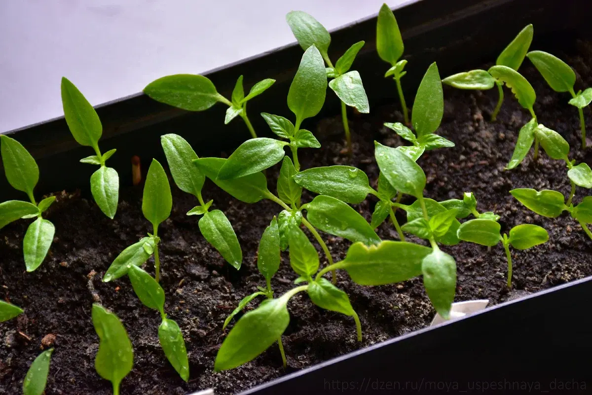 "Идеальное краткое руководство: как правильно сажать перец и получить богатый урожай"