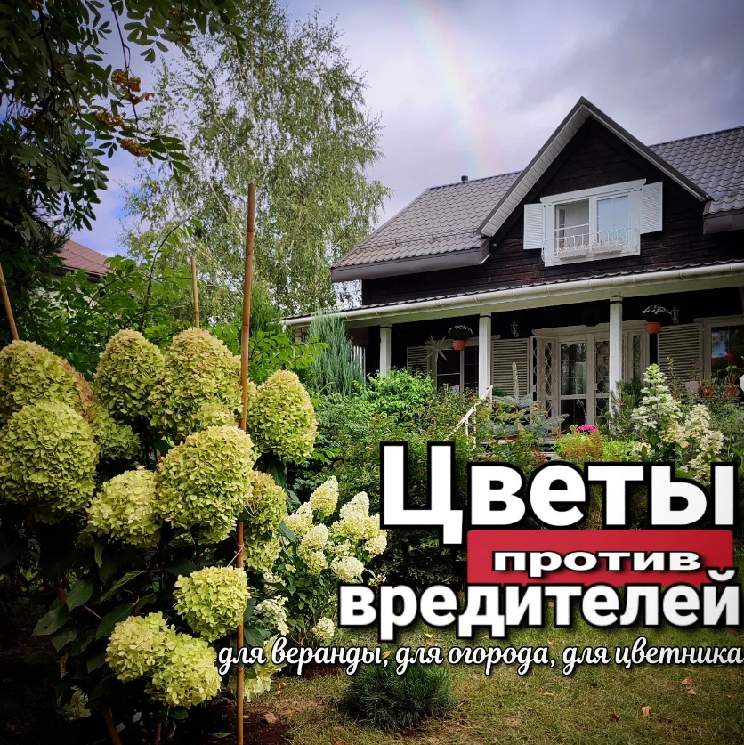 Самые полезные растения и цветы на вашей даче!