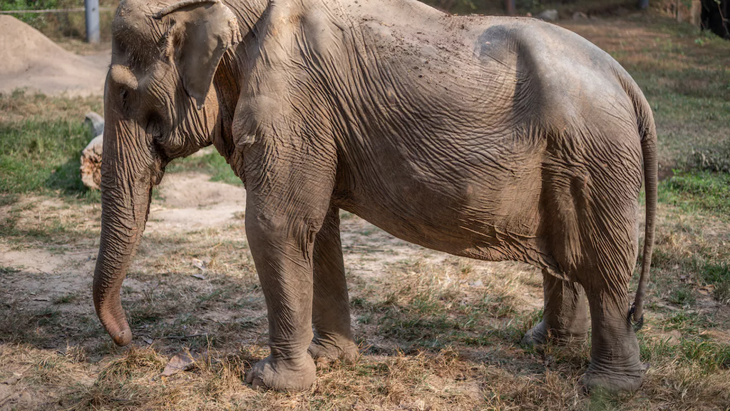 Вот что делают годы туристических поездок на спине слона