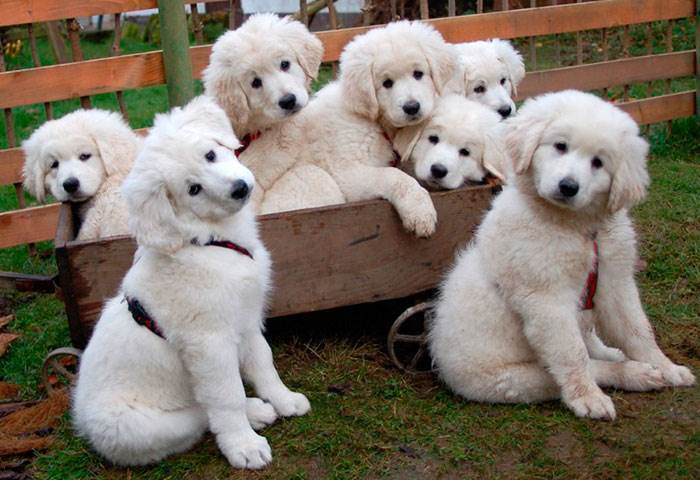 Несколько интересных фактов про разных животных, №1