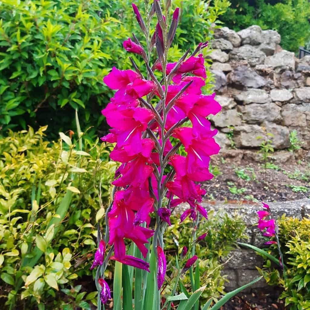 Луковицы гладиолусов.