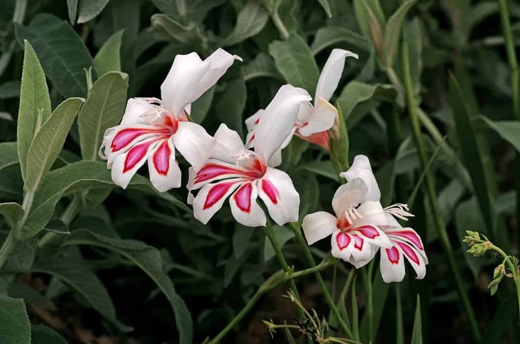 Луковицы гладиолусов.