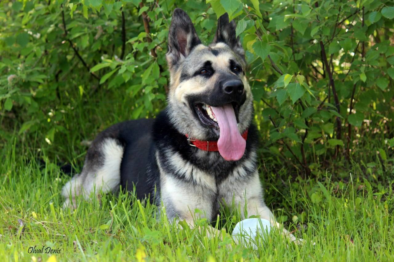 Немного про собак - Кто же такие Восточники?