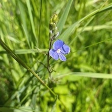 Юрист, Специалист по Гос.закупкам Овсянникова Ксения Юрьевна, г. Киров